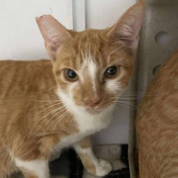 Rescue Domestic Short Hair Cats for Adoption in Hemet, California - Lana | PetCurious