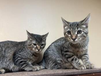 Gilligan and Skipper -  Domestic Short Hair Cat for Adoption in Chicago, Illinois - Gilligan And Skipper | PetCurious