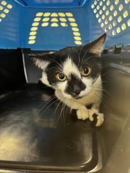 Rescue Domestic Short Hair Cats for Adoption in West Chester, Pennsylvania - Nessie | PetCurious