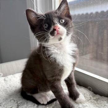 Domestic Short Hair Cats Available for Adoption in Pleasant Hill, California - A1045408 Rocky | PetCurious