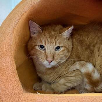 Aspen Dental -  Domestic Short Hair Cat for Adoption in State College, Pennsylvania - Aspen Dental | PetCurious