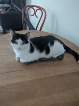 Cole -  Domestic Short Hair Cat for Adoption - Cole | PetCurious