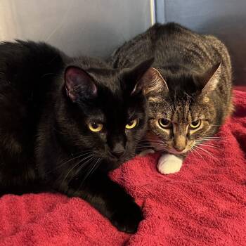 Rescue Domestic Short Hair Cats for Adoption - Kaido | PetCurious