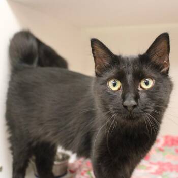 Vermithor -  Domestic Medium Hair Cat for Adoption in Champaign, Illinois - Vermithor | PetCurious