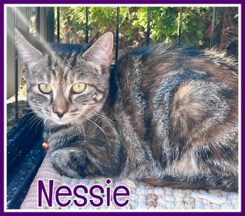 Nessie -  Domestic Short Hair Cat for Adoption in Valley City, North Dakota - Nessie | PetCurious