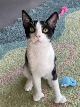 Kingston (bonded with Chico) -  Domestic Short Hair Cat for Adoption in Oakland, California - Kingston (bonded With Chico) | PetCurious