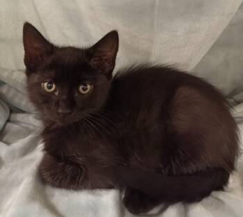 Arthur -  Domestic Short Hair Cat for Adoption in Yorba Linda, California - Arthur | PetCurious