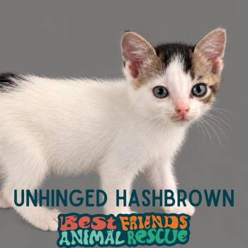 Unhinged Hashbrown -  Domestic Short Hair Cat for Adoption in Wasilla, Alaska - Unhinged Hashbrown | PetCurious