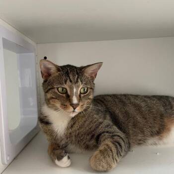 Zachary -  Domestic Short Hair Cat for Adoption in New York, New York - Zachary | PetCurious