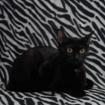 Obsidian -  Domestic Short Hair Cat for Adoption in Wheaton, Illinois - Obsidian | PetCurious