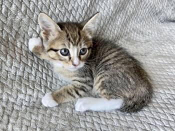 Rescue Domestic Short Hair Cats for Adoption in Gray, Louisiana - Fable | PetCurious