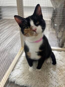 Tortellini -  Domestic Short Hair Cat for Adoption in Shrewsbury, Massachusetts - Tortellini | PetCurious