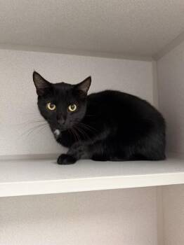 HAMBURGER -  Domestic Short Hair Cat for Adoption in Omaha, Nebraska - HAMBURGER | PetCurious