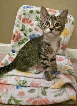 Socks -  Domestic Short Hair Cat for Adoption in Hanover, Pennsylvania - Socks | PetCurious