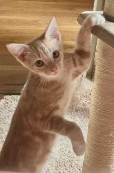 Atticus Finch & Boo Radley BONDED -  Domestic Short Hair Cat Available for Adoption in Boca Raton, Florida - Atticus Finch & Boo Radley BONDED | PetCurious