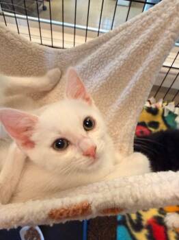 Ash -  Domestic Short Hair Cat for Adoption in Newberg, Oregon - Ash | PetCurious