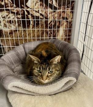 Rescue Domestic Short Hair Cats for Adoption in Covington, Louisiana - Sooner | PetCurious