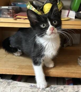 Juanita -  Domestic Short Hair Cat for Adoption in Calverton, Maryland - Juanita | PetCurious