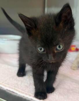 Joey -  Domestic Short Hair Cat for Adoption in Lagrange, Indiana - Joey | PetCurious