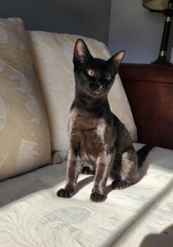 Jasper-- courtesy listing -  Domestic Short Hair Cat for Adoption in Concord, North Carolina - Jasper-- Courtesy Listing | PetCurious
