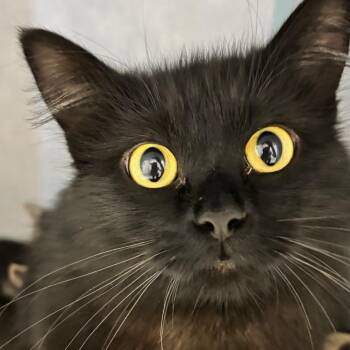 Sammi (Mama) -  Domestic Long Hair Cat for Adoption in Denver, Colorado - Sammi (Mama) | PetCurious