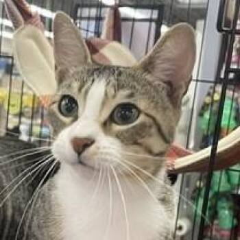 Xena (CG) -  American Shorthair Cat for Adoption in Schertz, Texas - Xena (CG) | PetCurious