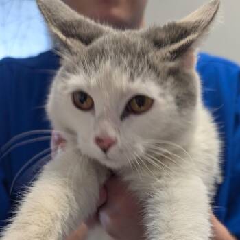 Spoonful -  Domestic Short Hair Cat for Adoption in Greenville, South Carolina - Spoonful | PetCurious