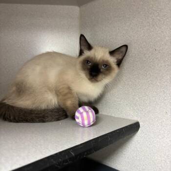 Siamese Cats Available for Adoption in Los Angeles, California - Smoky | PetCurious