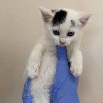 Jenga -  Domestic Short Hair Cat for Adoption in Kanab, Utah - Jenga | PetCurious