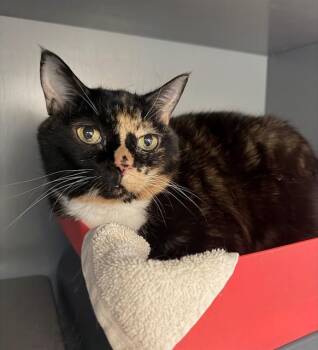 Domestic Short Hair Cats Available for Adoption in Leesburg, Virginia - AUTUMN | PetCurious