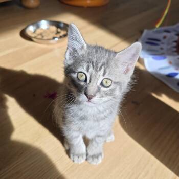 Tabby Cats Available for Adoption in Woodbridge Township, New Jersey - Gracie | PetCurious