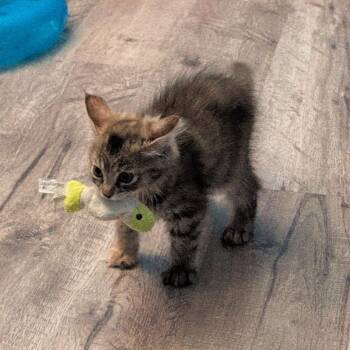 Pillow -  Domestic Short Hair Cat for Adoption in Lincoln, California - Pillow | PetCurious