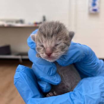 Zuma -  Domestic Short Hair Cat for Adoption in Lyndhurst, Virginia - Zuma | PetCurious