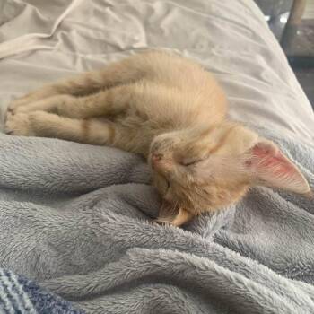 Elliot -  Domestic Short Hair Cat for Adoption in Houston, Texas - Elliot | PetCurious