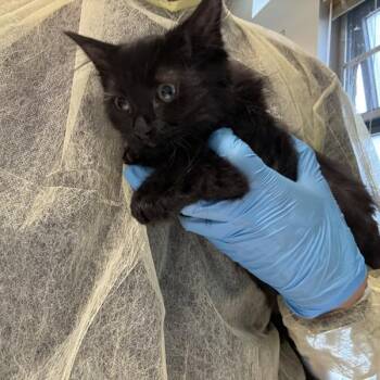 Domestic Short Hair Cats Available for Adoption - Snickerdoodle | PetCurious