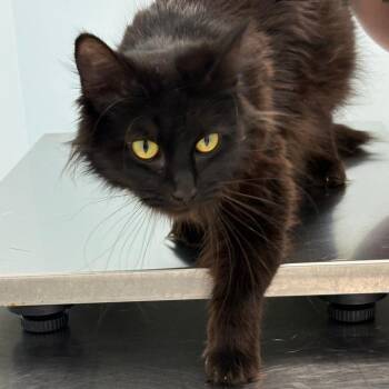 Domestic Long Hair Cats Available for Adoption in Fort Smith, Arkansas - Crown (26-4118) | PetCurious