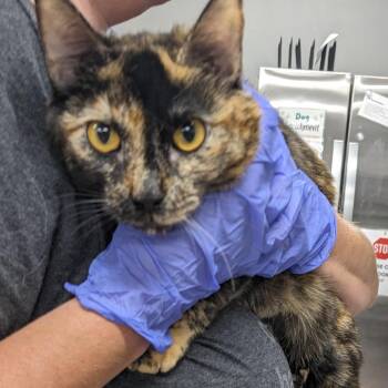 Cinderella -  Domestic Short Hair Cat for Adoption in Salt Lake City, Utah - Cinderella | PetCurious