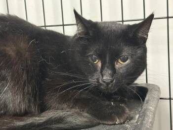 Rescue Domestic Short Hair Cats for Adoption in Columbia, South Carolina - Bachata | PetCurious