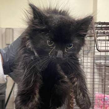 Nokosi -  Domestic Short Hair Cat for Adoption in Chicago, Illinois - Nokosi | PetCurious