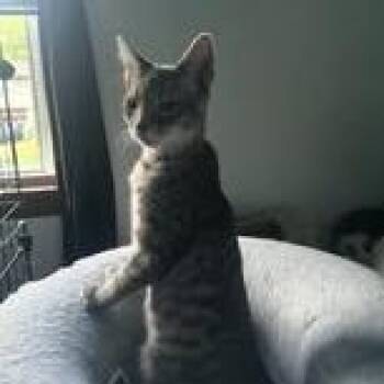 Domestic Short Hair Cats Available for Adoption - Royce | PetCurious