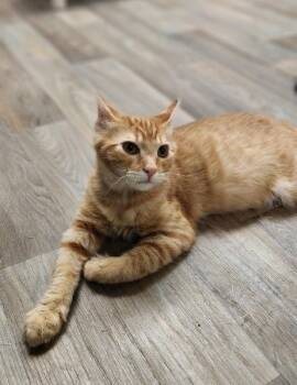 Kitten 27952 (Woody) -  Tabby Cat for Adoption in Parlier, California - Kitten 27952 (Woody) | PetCurious