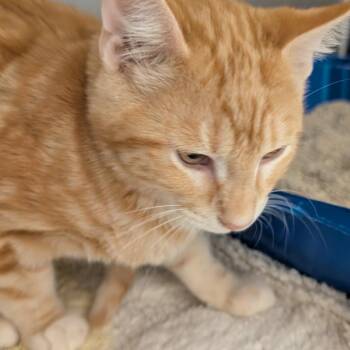Paul -  Domestic Short Hair Cat for Adoption in Sonoma, California - Paul | PetCurious