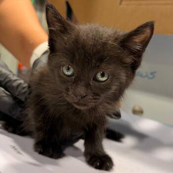 Francesca -  Domestic Short Hair Cat for Adoption in Tampa, Florida - Francesca | PetCurious