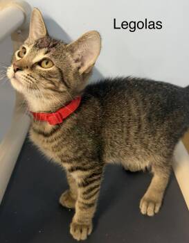 Legolas -  Domestic Short Hair Cat for Adoption in Mears, Michigan - Legolas | PetCurious