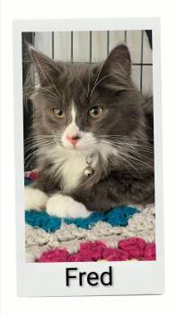 Fred -  Domestic Long Hair Cat for Adoption in Caistor Centre, Ontario - Fred | PetCurious