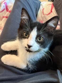Tucker -  Domestic Short Hair Cat for Adoption in Vancouver, Washington - Tucker | PetCurious