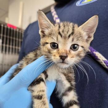 Greg -  Domestic Short Hair Cat for Adoption in Newark, New Jersey - Greg | PetCurious