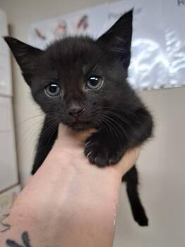 Miranda -  Domestic Short Hair Cat for Adoption in Fayetteville, Tennessee - Miranda | PetCurious