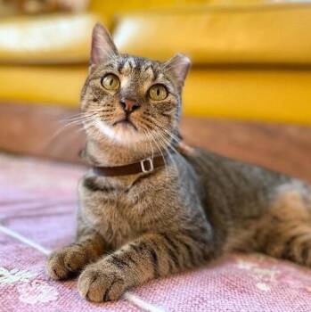 Berlin the dog loving Poised Beauty -  Tabby and Domestic Short Hair Cat for Adoption in Friendswood, Texas - Berlin The Dog Loving Poised Beauty | PetCurious