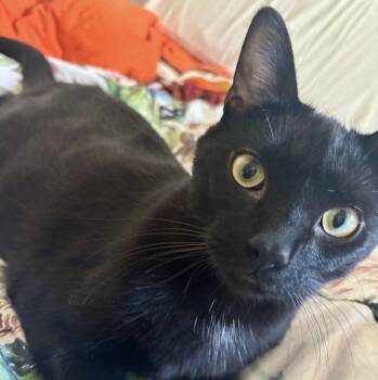 Mellow (bonded with Monkey) -  Domestic Short Hair Cat for Adoption in Vaughan, Ontario - Mellow (bonded With Monkey) | PetCurious